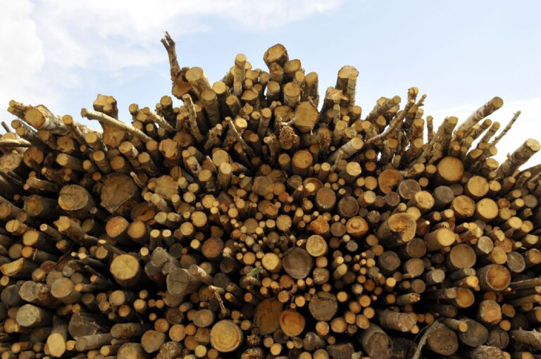 Nachhaltigkeit in der Holzindustrie